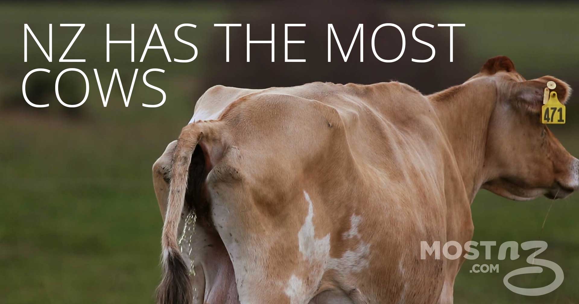 New Zealand has the most cows