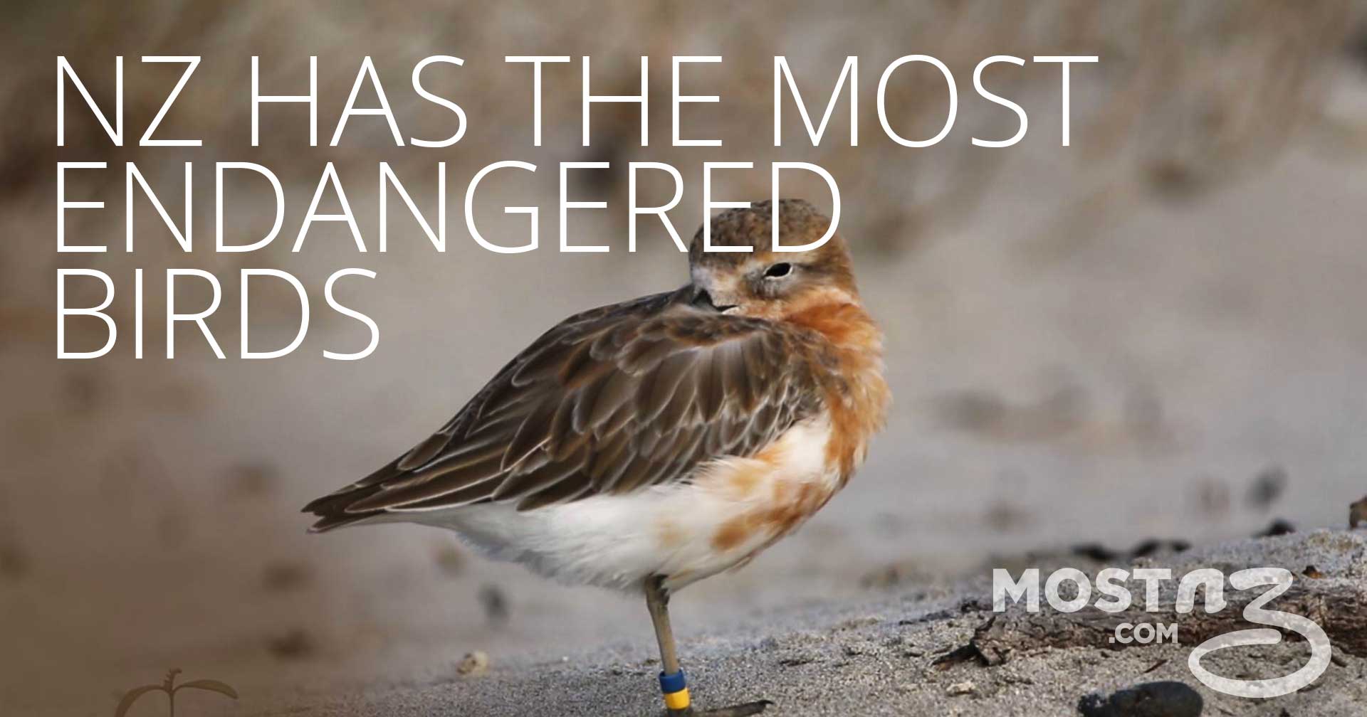 endangered birds in new zealand